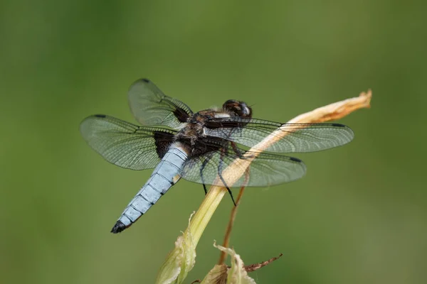 Dragonfly Tree Branch Blur Background — Stock Photo, Image