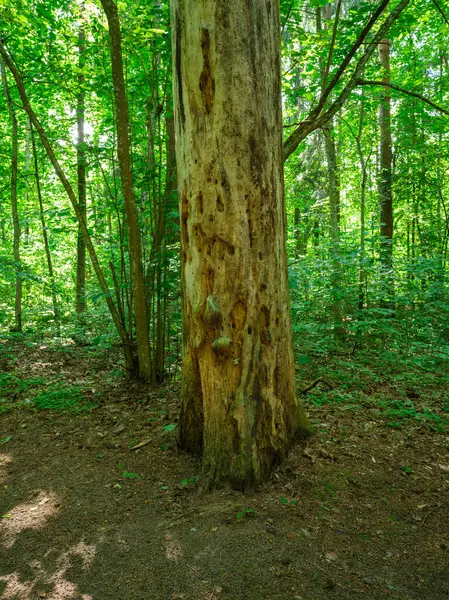 Trädstammar Grön Sommarskog Med Lövverk Och Blad Marken — Stockfoto