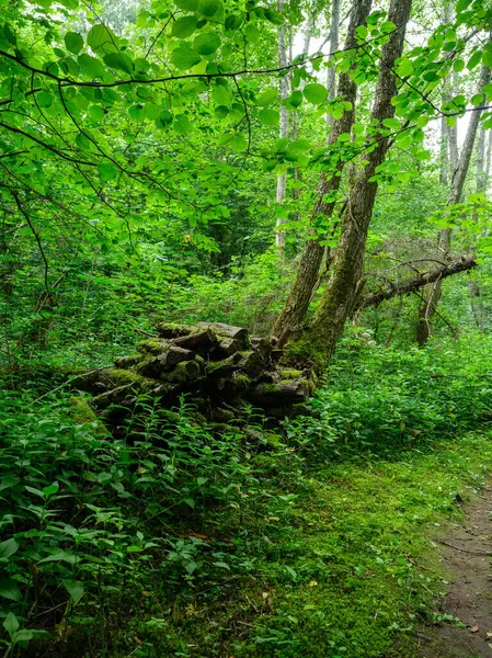 Baumstämme Grünen Sommerwald Mit Laub Und Blättern Boden — Stockfoto