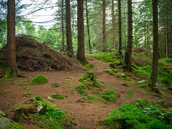 Troncos Árboles Verde Bosque Verano Con Follaje Hojas Suelo —  Fotos de Stock