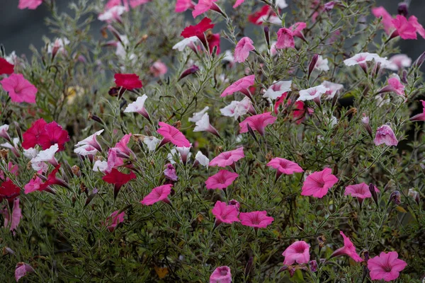 Fleurs Colorées Sur Fond Flou Vert Dans Pays Jardin Écologique — Photo