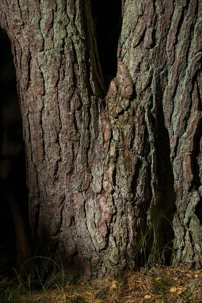 Pnie Drzew Zielonym Lesie Letnim Liśćmi Liśćmi Ziemi — Zdjęcie stockowe