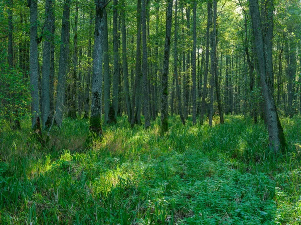 緑の夏の森の木のトランク 葉と葉が地面に — ストック写真