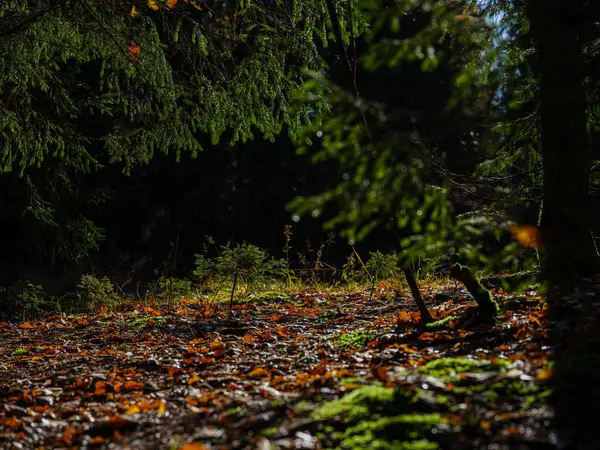 Темно Капризные Осенние Цветные Листья Абстракции Естественных Текстурах — стоковое фото