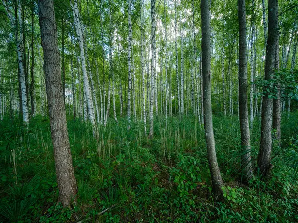 Kmeny Stromů Zeleném Letním Lese Listím Listy Zemi — Stock fotografie