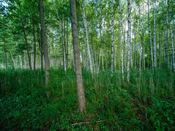 Troncs Arbres Dans Forêt Verte Été Avec Feuillage Feuilles Sur — Photo