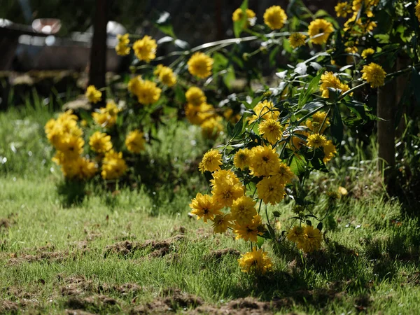 カントリーナチュラルエコガーデンの緑豊かな背景にカラフルな花 — ストック写真