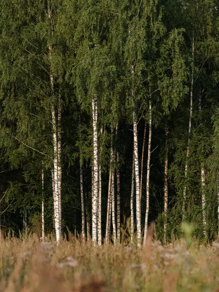 Стволы Деревьев Зеленом Летнем Лесу Листьями Листьями Земле — стоковое фото