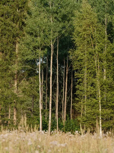 Troncos Árvores Floresta Verde Verão Com Folhagem Folhas Chão — Fotografia de Stock