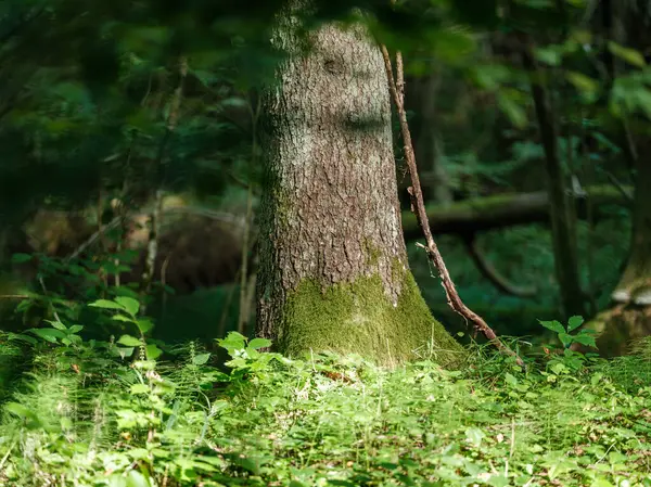 Κορμοί Δέντρων Πράσινο Θερινό Δάσος Φύλλωμα Και Φύλλα Στο Έδαφος — Φωτογραφία Αρχείου