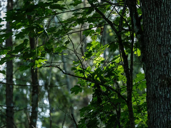 Troncos Árboles Verde Bosque Verano Con Follaje Hojas Suelo —  Fotos de Stock
