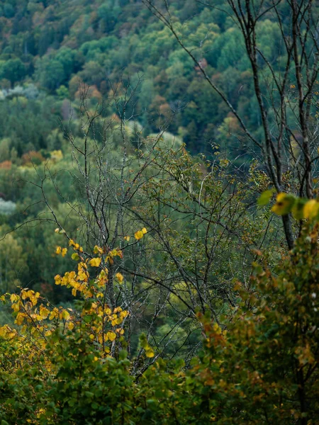 ダークムーミー秋は自然な質の葉の抽出物を着色しました — ストック写真