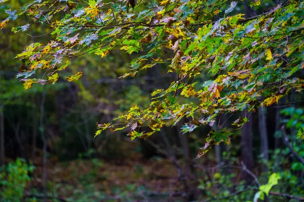 Темно Капризные Осенние Цветные Листья Абстракции Естественных Текстурах — стоковое фото