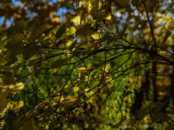 Escuro Moodie Outono Colorido Folhagem Resumos Texturas Naturais — Fotografia de Stock