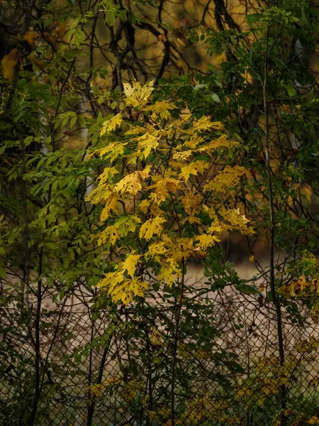 Dunkle Herbstlich Gefärbte Laubabstrakte Natürlichen Texturen — Stockfoto