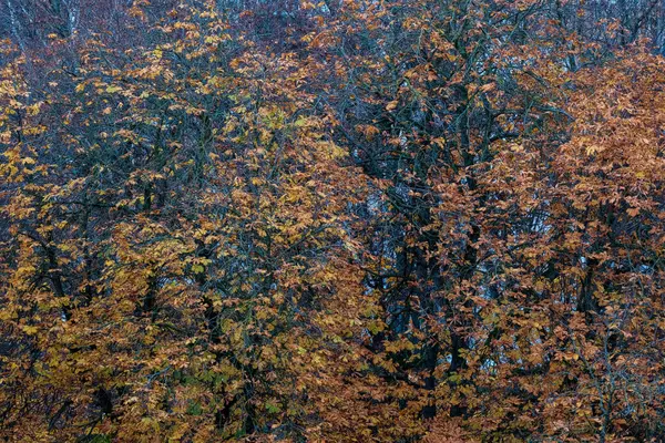 Ciemny Nastrój Jesień Kolorowe Listowie Abstrakty Naturalnych Teksturach — Zdjęcie stockowe