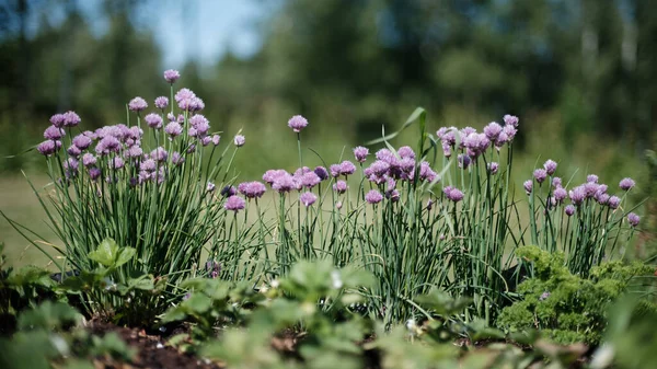 Barevné Květiny Zeleném Rozmazané Pozadí Zemi Přírodní Eko Zahrada — Stock fotografie
