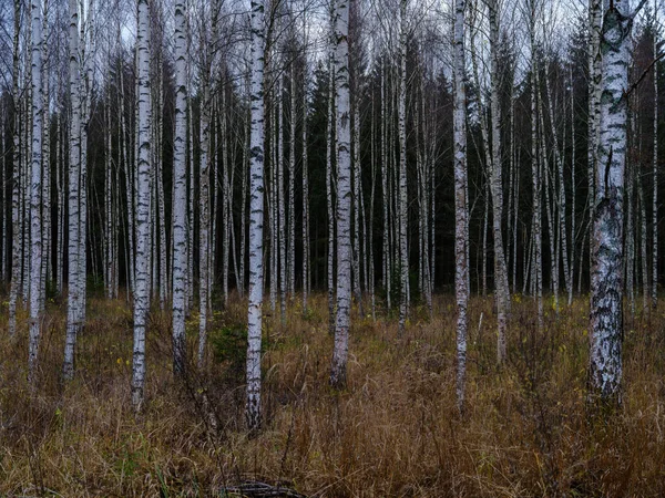 Tmavá Nálada Podzim Barevné Listoví Abstrakty Přírodních Textur — Stock fotografie