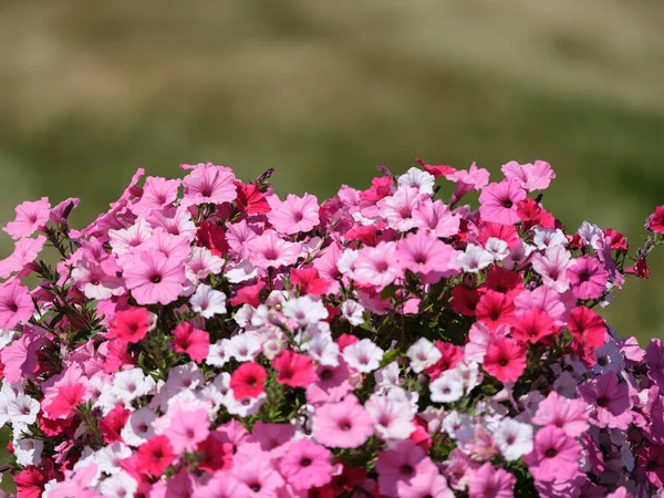 Flores Coloridas Fundo Borrão Verde País Jardim Ecológico Natural — Fotografia de Stock