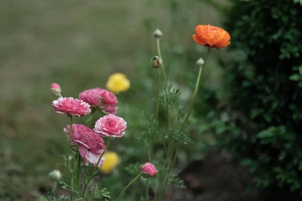 Flores Colores Sobre Fondo Borroso Verde Jardín Ecológico Natural País —  Fotos de Stock