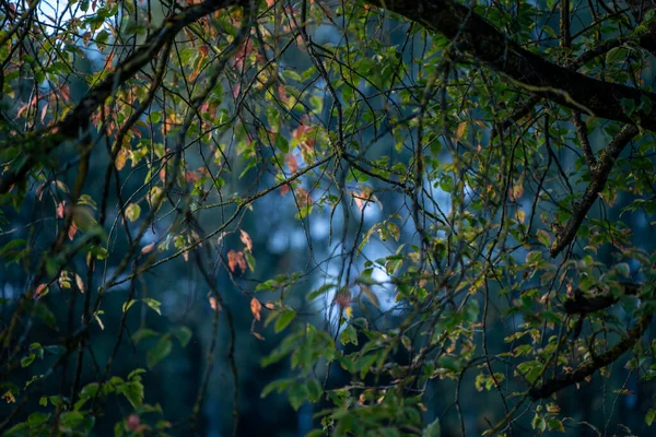 Donkere Humeurige Herfst Gekleurde Gebladerte Abstracts Natuurlijke Texturen — Stockfoto