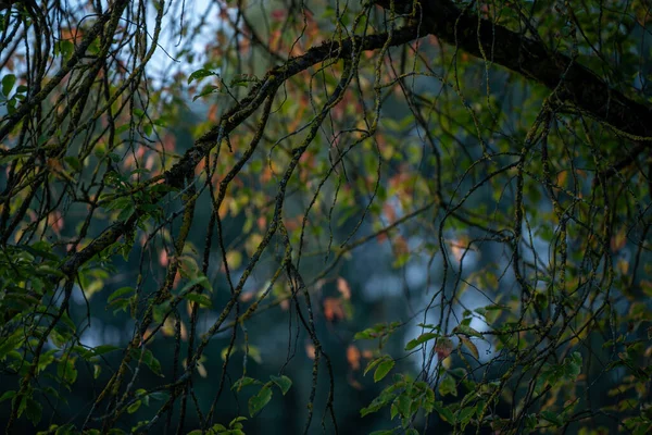 ダークムーミー秋は自然な質の葉の抽出物を着色しました — ストック写真