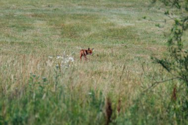 Tarlada yiyecek arayan küçük tilki.