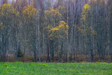 Karanlık, kasvetli sonbahar kış ormanı ağaçları, kırık ağaç gövdeleri ve yosunları var.