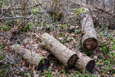 Karanlık, kasvetli sonbahar kış ormanı ağaçları, kırık ağaç gövdeleri ve yosunları var.