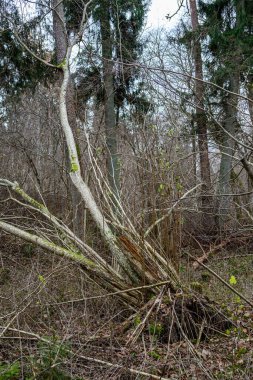 Karanlık, kasvetli sonbahar kış ormanı ağaçları, kırık ağaç gövdeleri ve yosunları var.