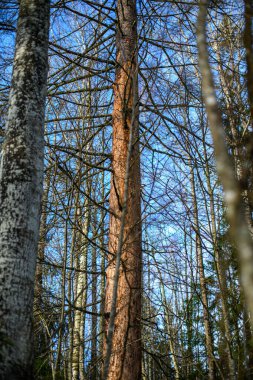 Karanlık, kasvetli sonbahar kış ormanı ağaçları, kırık ağaç gövdeleri ve yosunları var.