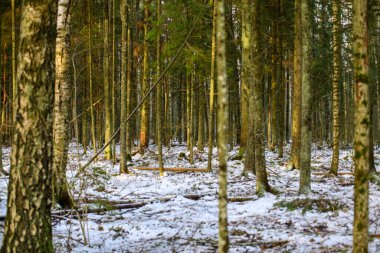 Karanlık, kasvetli sonbahar kış ormanı ağaçları, kırık ağaç gövdeleri ve yosunları var.