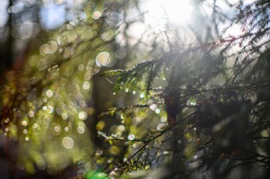 Kış gündönümü bulanık arkaplan ile bokeh halkaları yeşil sakinleştirici renkler