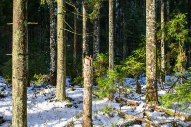 Karanlık, kasvetli sonbahar kış ormanı ağaçları, kırık ağaç gövdeleri ve yosunları var.