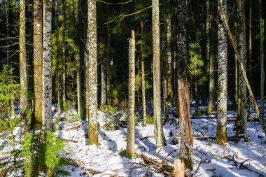 Karanlık, kasvetli sonbahar kış ormanı ağaçları, kırık ağaç gövdeleri ve yosunları var.