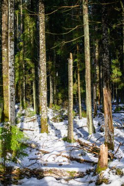 Karanlık, kasvetli sonbahar kış ormanı ağaçları, kırık ağaç gövdeleri ve yosunları var.
