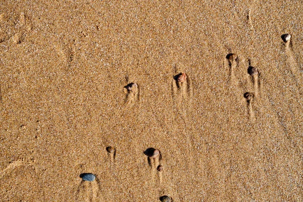 Vlhký Písek Textura Pláži Moře — Stock fotografie