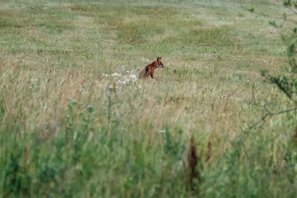 食糧のためのフィールドで小さな狐狩り — ストック写真
