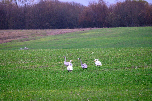 Wild Geese Green Field Flying Away South — Stock Photo, Image