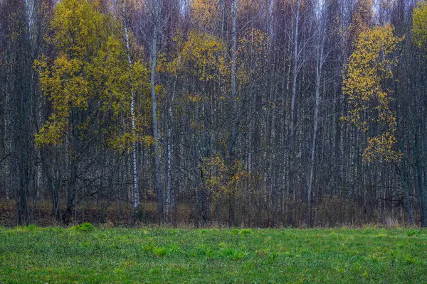 Dunkel Düsteren Spätherbst Winter Waldbäume Mit Alten Abgebrochenen Baumstämmen Und — Stockfoto