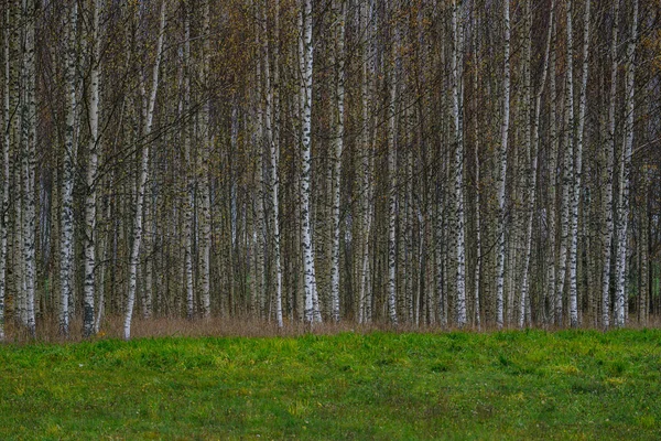 Karanlık Kasvetli Sonbahar Kış Ormanı Ağaçları Kırık Ağaç Gövdeleri Yosunları — Stok fotoğraf
