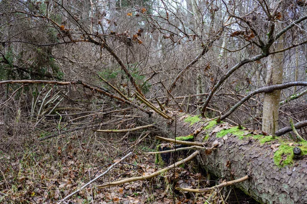 Donker Somber Najaar Winterwoud Bomen Met Oude Gebroken Boomstammen Mos — Stockfoto