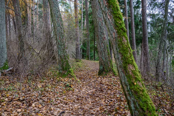 Dark Gloomy Late Autumn Winter Forest Trees Old Broken Tree — Stock Photo, Image