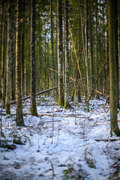 Buio Cupo Fine Autunno Alberi Forestali Invernali Con Vecchi Tronchi — Foto Stock