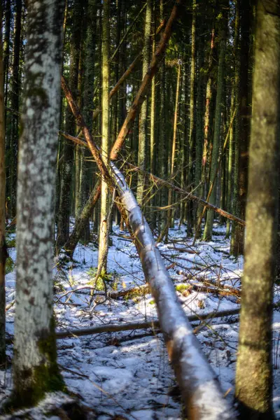 Dark Gloomy Late Autumn Winter Forest Trees Old Broken Tree — Stock Photo, Image
