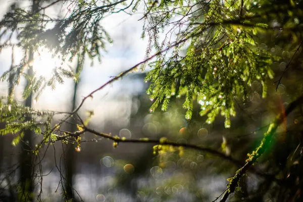 Winter Solstice Blur Background Bokeh Rings Green Calming Colors — Stock Photo, Image