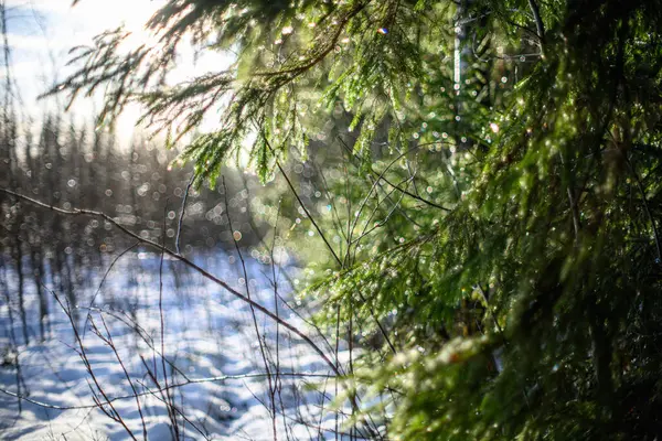 Vinter Solstånd Oskärpa Bakgrund Med Bokeh Ringar Grön Lugnande Färger — Stockfoto