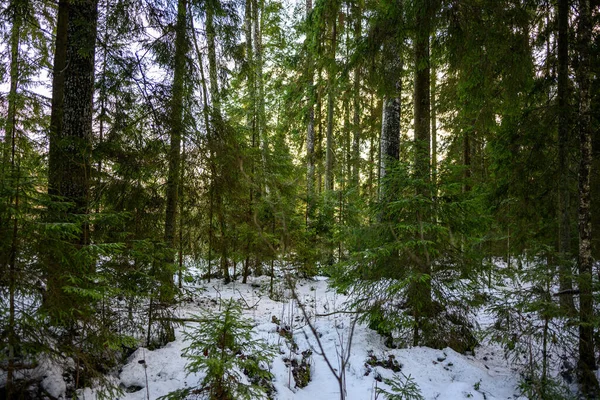 Karanlık Kasvetli Sonbahar Kış Ormanı Ağaçları Kırık Ağaç Gövdeleri Yosunları — Stok fotoğraf