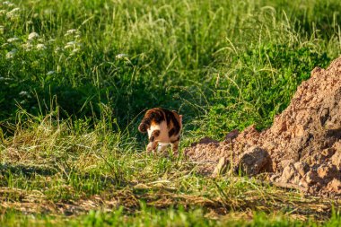 Renkli ev kedisi yaz yeşil çayırında arka bahçede yürüyor.