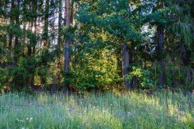 Yosun kaplı ağaç gövdeleri yazın vahşi ormanlarda yapraklarla kaplanır.